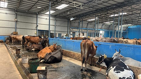  cattle licensing, microchipping