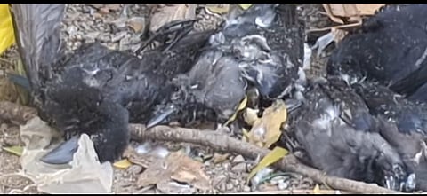 Over 20 crows found dead at Kancheepuram hospital; health officials rule out bird flu
