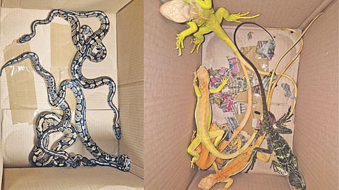 Seized pythons and iguanas