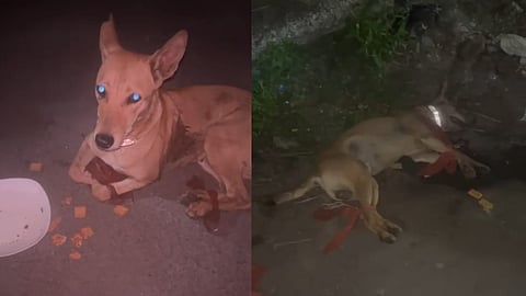 Chennai: 10 dogs found tied inside sacks rescued from Madambakkam ground