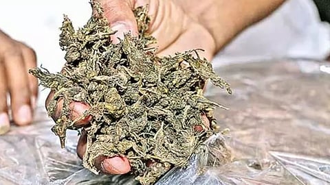 Image of Ganja used for representative purpose