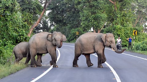 Representative image of elephant