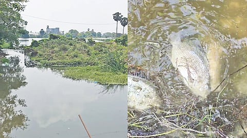 The contaminated canal entering the lake in Puthur village; dead fish in the waterbody