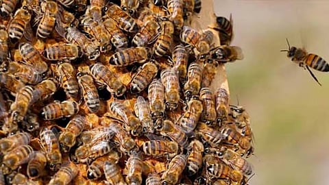 Umpire dies, 15-20 players injured in bee attack during cricket match in Unnao