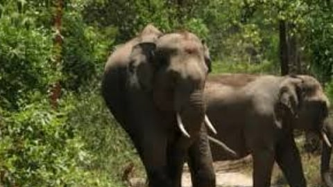 Wild elephant attack in Chikkamagaluru district 