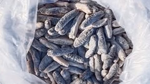 Sri Lankan Navy seizes sea cucumbers