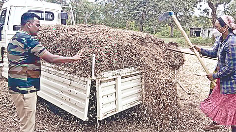 That weed out there now fuels Nilgiris tea factories