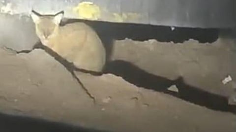 Video grab of a wild cat seen in Podanur