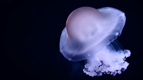 Vision gap: Why AI struggles to see like humans