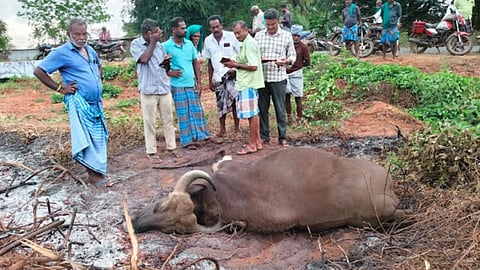 Villagers look at the carcass of gaur after it was hit by an unknown vehicle 