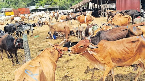 Cattle market operating near Gandhi Market in Pollachi