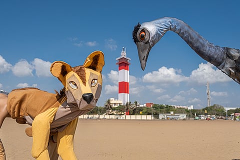 Dingo and emu puppets specially brought down from Australia