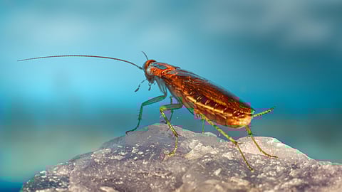 Image of cockroach used for representative purpose