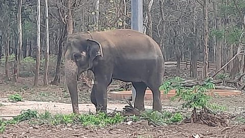 Elephant ‘Sumangala’ at Chadivayal elephant camp in Coimbatore