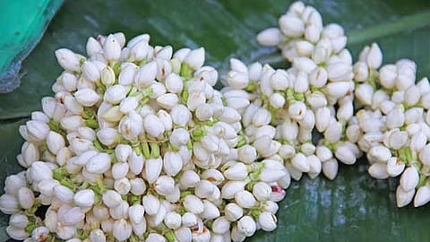 Representative image of Jasmine