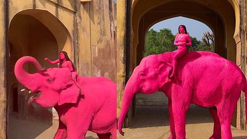 Elephant painted bright pink