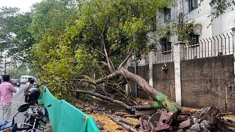 The sand storm that uprooted a tree on PT Rajan Salai in KK Nagar