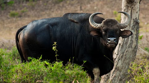 Representative image for bison