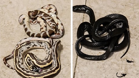 Customs seizes exotic, highly venomous animals
