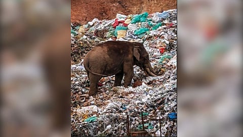 Wild elephant Padayappa seen raiding waste processing site near Munnar
