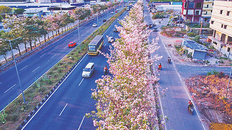 Drone view of pink trumpet trees along Maduravoyal, which has also become a photo spot 