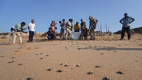 102 Olive Ridley hatchlings released into sea at Kudankulam