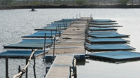 A pond where fish cultivation is under way in Nagapattinam