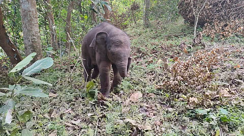 The rescued calf elephant. 