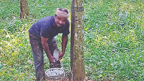 Rubber tapping 