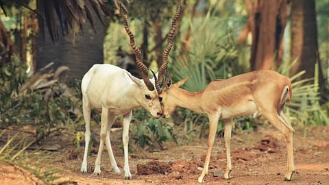 Blackbuck population at IIT-M set jumps to 77 in 2026