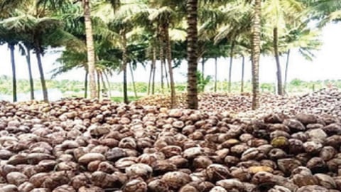 Coconut trees