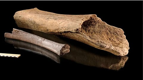 Master hunters: Neanderthals were able to hunt elephants; proof is out