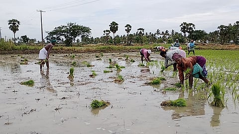 Summer cultivation has begun in the Delta region 
