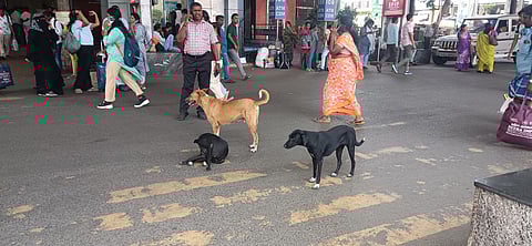 Dogs in Central station