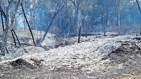 Fire destroyed vast swathes of vegetation over the past two weeks in the Nilgiris