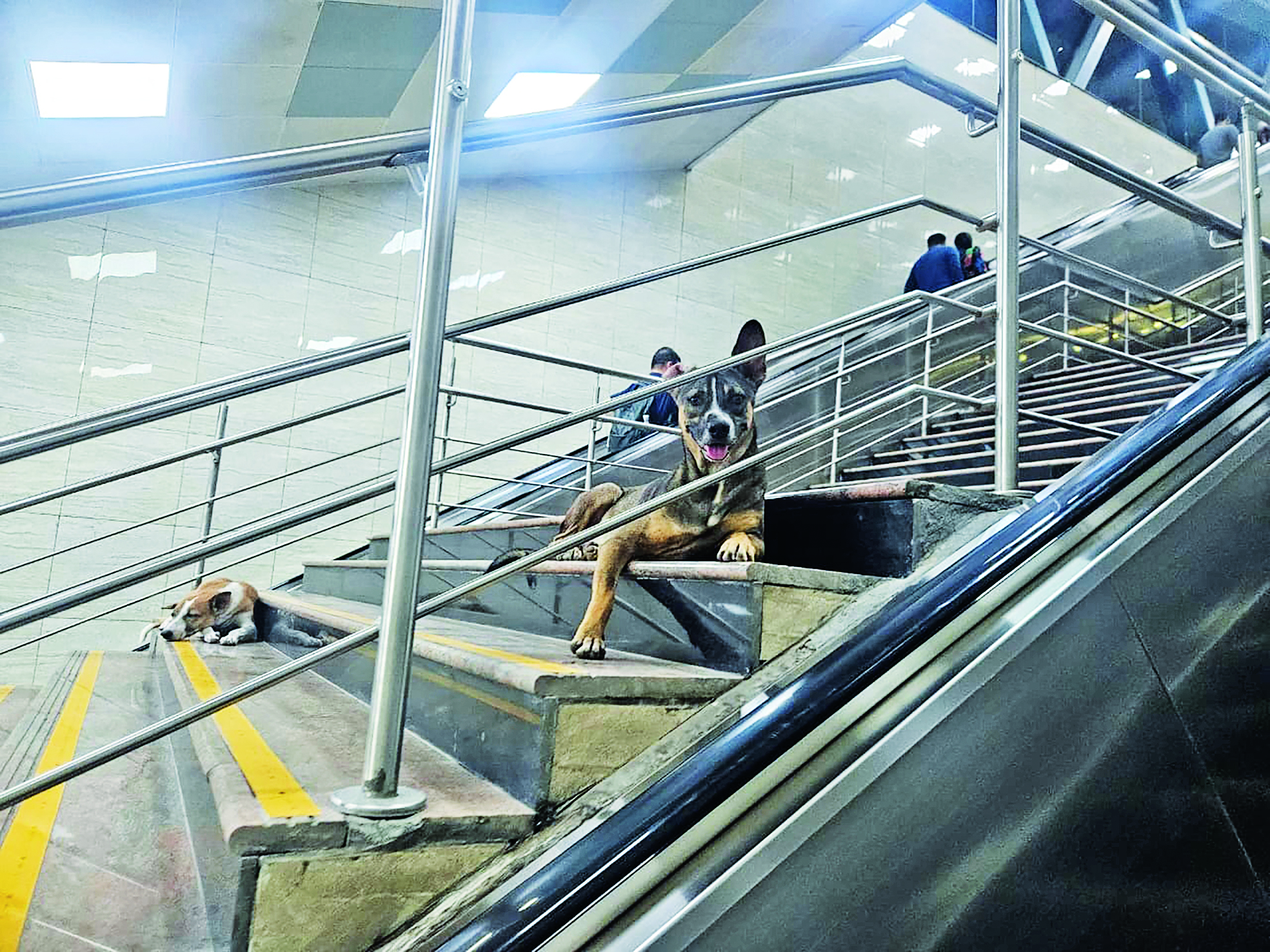 Stray dogs in metro