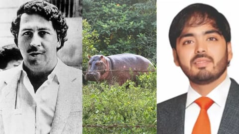 Anant Ambani offers to relocate 80 Pablo Escobar-linked hippos, urges Colombia to halt cull