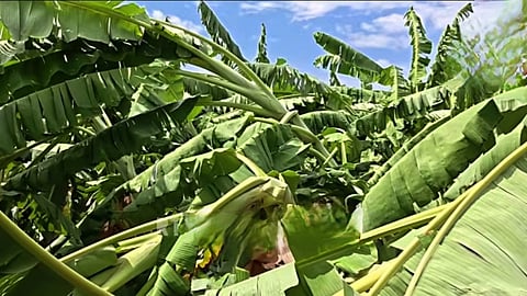  A damaged plantain farm in Krishnagiri