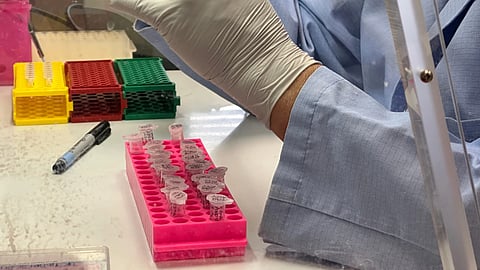 Research scientist Robert Nofchissey prepares samples of inactivated material as part of hantavirus research at the Center for Global Health at the University of New Mexico Health Sciences Center in Albuquerque