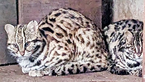 Leopard cat