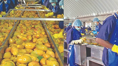 Work under way at a mango pulp-making unit in Krishnagiri 