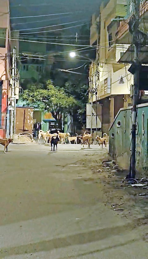 A pack of stray dogs at Durgai Avenue in Selavayal on Wednesday