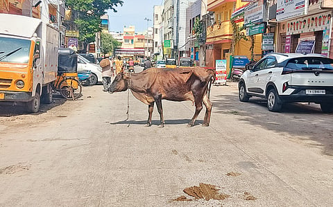 Cows are found blocking the roads and streets at all times

