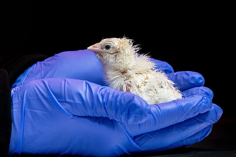 hatchling
