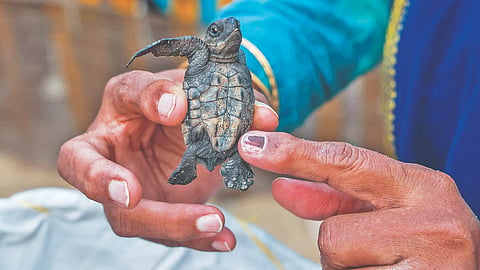 A Olive Ridley hatchling seen recently on the Tamil Nadu coast