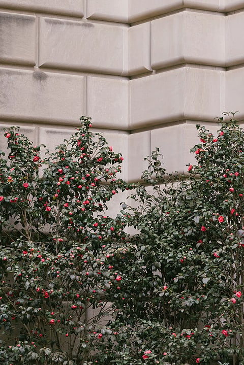 Charitable Wealth: New AI money should be spent on beauty
