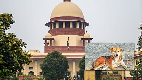 Supreme court, (inset) stray dog