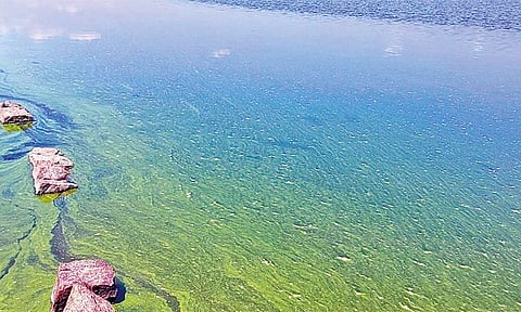 Vaigai dam water 