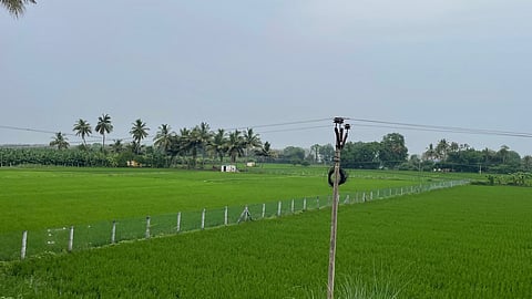 Kuruvai cultivation under way at Anthanallur in Tiruchy 
