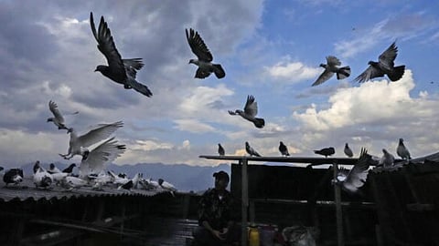 Pigeons 